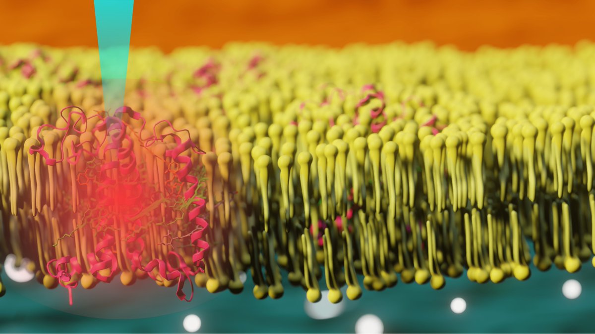 Dear network, please help me RT🙏🌺: 3-years postdoc position now open in our group @ICFOnians Join us to develop novel multipulse time-resolved spectroscopy in bioenergetics👩‍🔬👨‍🔬💡 Job ad: jobs.icfo.eu/?detail=895 #ChemPostdoc artwork adapted from our talented alumnus @leowlg1