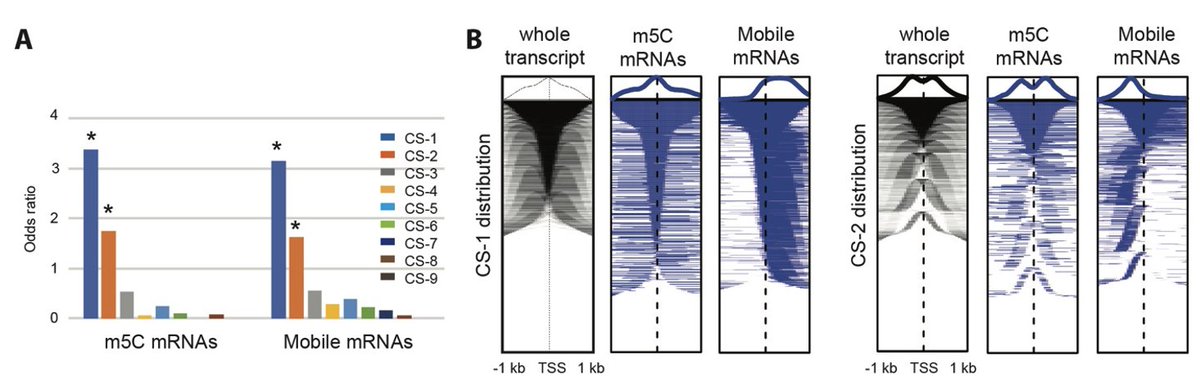 What factors govern mRNA mobility ? Part of the answer was recently published by @DongYihan (from @cnrs_ibmp) and colleagues in @Hortres ▶️academic.oup.com/hr/advance-art…