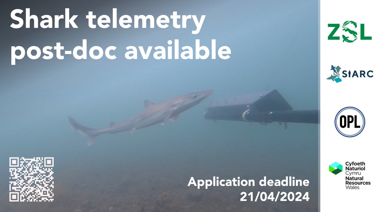 New shark post-doc available!

Come and join the <a href="/OceanPredatorLb/">Ocean Predator Lab</a> and our exciting new telemetry project on tope sharks in North Wales with <a href="/ProjectSIARC/">SIARC</a>

Deadline is 21st April

Apply here - careers.zsl.org/vacancies/171/…

Pls RT and share 
#SharkScience #shark