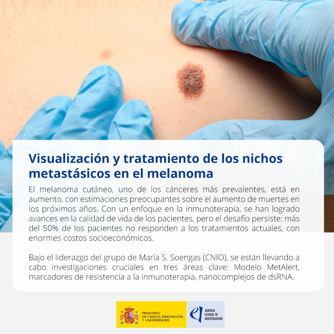 📌El melanoma cutáneo, uno de los cánceres más prevalentes, está en aumento, con estimaciones preocupantes sobre el aumento de muertes en los próximos años. 🔎 Este proyecto bajo el liderazgo del grupo de María S. Soengas (@CNIOStopCancer) y el apoyo de #AEI, está llevando a…