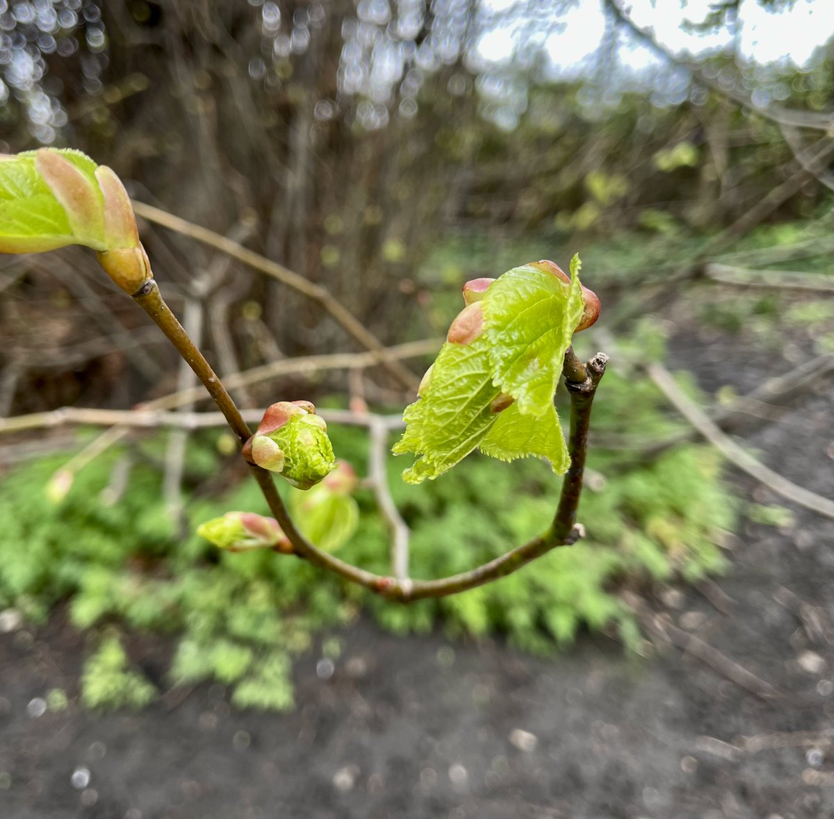 Limes leafing @TootingCommon