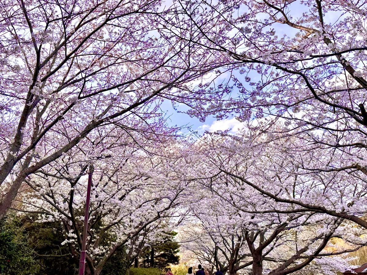 今日の雨風で桜散っちゃったかなぁ😭？ おうちの前が桜の花びらまみれ…( ;ᴗ; ) もうちょっと桜満喫したかったなぁ🥲🌸 みんなの撮った今年の桜の写真あったらお裾分けしてくれてもいいよ？？？☜見たい