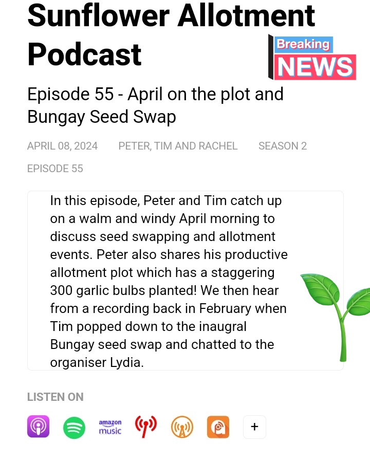 Sunflower Allotment Podcast 🌱 tweet media