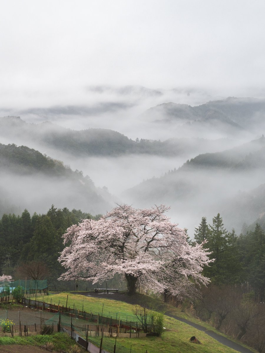 埼玉の山奥に咲いてる一本桜が仕上がってました。