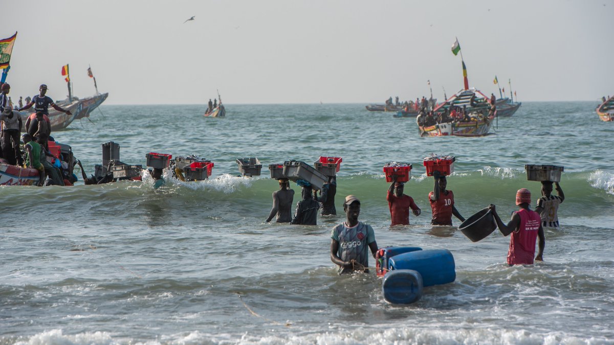 'If there were no agreement, European boats would continue to fish for this tuna outside Senegalese waters, and Senegal would receive no financial compensation' Senegalese CSOs comment the impacts of @DiomayeFaye's programme for #ArtisanalFisheries👉t.ly/p14iF