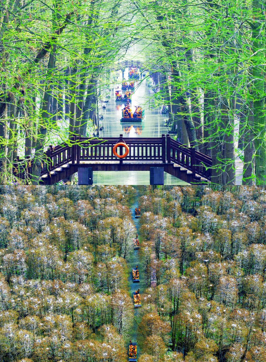 Eves_escape's tweet photo. In Taizhou, Jiangsu Province, visitors embark on bamboo raft rides at the Lizhong Water Forest Scenic Area 李中水上森林景区 in Xinghua City. A serene journey through nature's beauty in the most enchanting month of April. 🎋
#WaterForest #SpringScenes