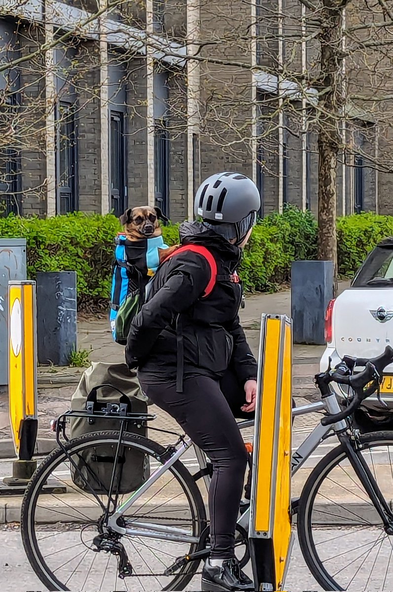 A curious #doggo on a bike ride (he gets the ride, hooman makes the effort). #walking #Cambridge