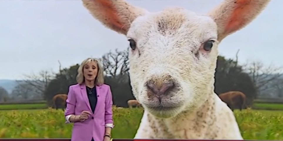 GARETH EVANS (@garethevansshow) on Twitter photo Woke at 6.35 from a breakfast radio guy nap yesterday evening. 6.35!!!! Panic. Thought I’d slept in. Switched on TV praying <a href="/bbcemt/">BBC East Midlands</a> TODAY was on. This was the first thing my groggy eyes I saw.
<a href="/AnneDaviesTV/">Anne Davies</a> and, apparently, a massive sheep. Like a fever dream! Woke at 6.35 from a breakfast radio guy nap yesterday evening. 6.35!!!! Panic. Thought I’d slept in. Switched on TV praying <a href="/bbcemt/">BBC East Midlands</a> TODAY was on. This was the first thing my groggy eyes I saw.
<a href="/AnneDaviesTV/">Anne Davies</a> and, apparently, a massive sheep. Like a fever dream!