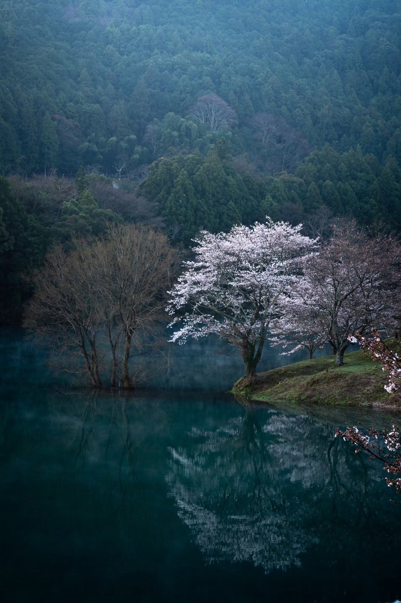 湖畔に佇む一本桜。

$XTER @XterioGames