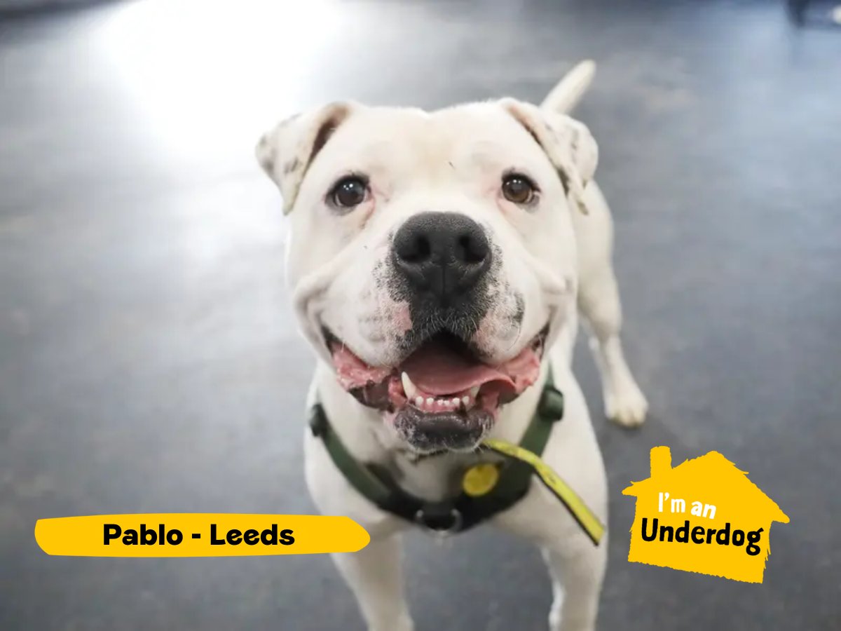DogsTrust's tweet photo. Meet some of our gorgeous Underdogs looking for their forever homes! Underdogs are dogs who have been in our care for six months, or more💛 https://t.co/vFop1GzoVC