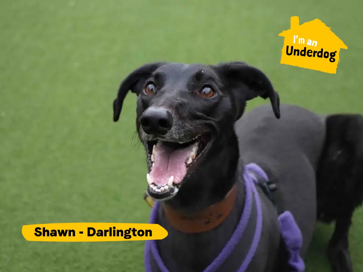 DogsTrust's tweet photo. Meet some of our gorgeous Underdogs looking for their forever homes! Underdogs are dogs who have been in our care for six months, or more💛 https://t.co/vFop1GzoVC