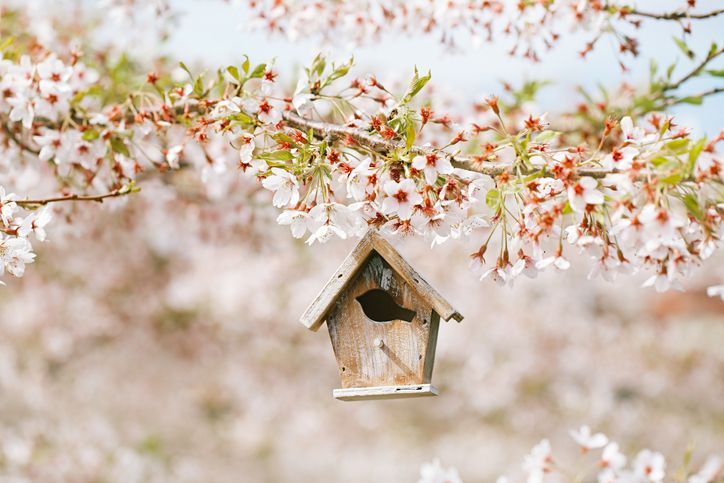 With the streets lined with blossoming trees and gardens coming into bloom, Spring has always come out on top as the best time to sell. But given the current climate of the #propertymarket, should you still sell in peak season, or wait? buff.ly/48IuxJE #spring #homeseller