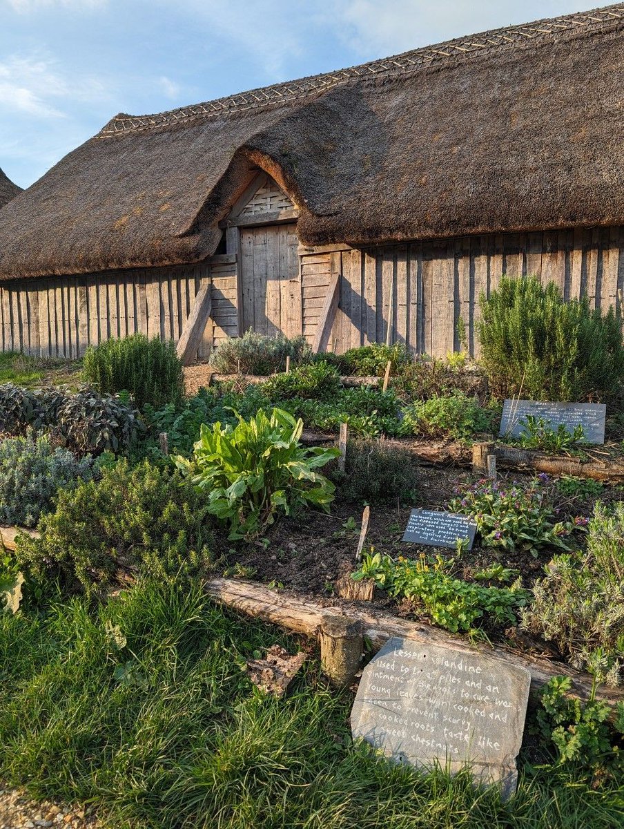 Our Saxon garden is starting to wake from winter ☀️ It's full of early Medieval plants used in cooking and healing, like Feverfew the 'medieval aspirin', Lady's Bedstraw for cheesemaking, Black Mustard for colds & joint pain, & Cow Parsley - good in soups! Which would you plant?