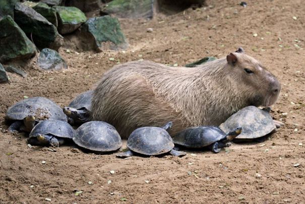 Today i learned that Capybaras are chill with everyone. Here they are getting along with the entire animal kingdom. Real life Disney princesses.