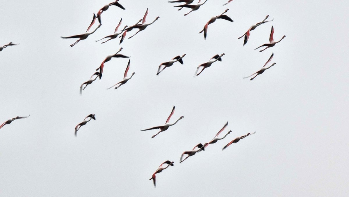 Looking back at the latest #EMBLtrec sites in the south of France, where a few flamingos observed the sampling activities. 🦩 📸@JoannaZukowska7 / EMBL