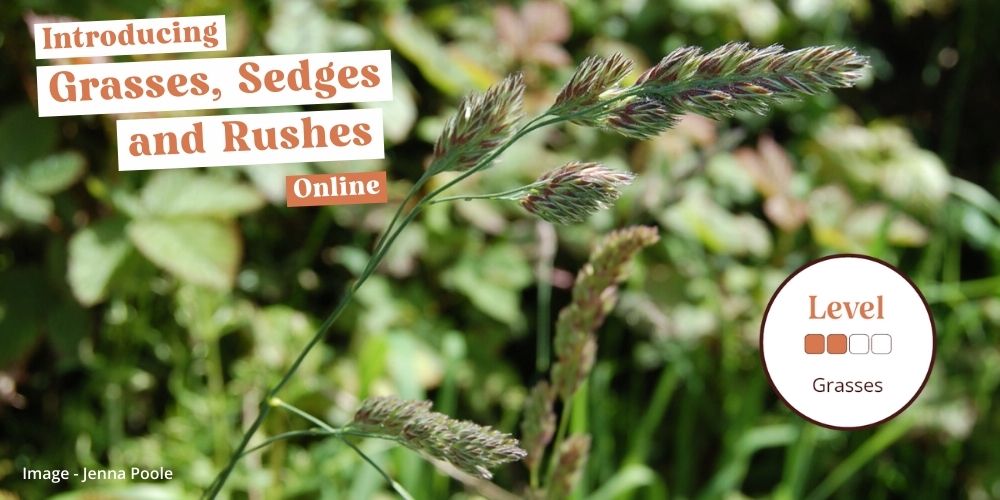 📣 Brand new online course 'Introducing #Grasses, Sedges and Rushes'! 🥳 Learn about their structure, unique features and anatomical terminology. You will also explore some of the commonly found UK species and their main identification features. 👉 ow.ly/2NAx50Raqyu