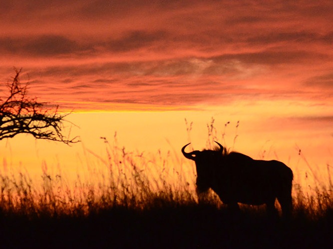 The Diversity of Nambiti! 🌿 Read our latest blog and find out what makes Nambiti one of Africa's most diverse natural havens. From awe-inspiring wildlife encounters to breathtaking landscapes, Nambiti is a world where nature's variety knows no bounds. nambiti.com/2024/03/15/div…