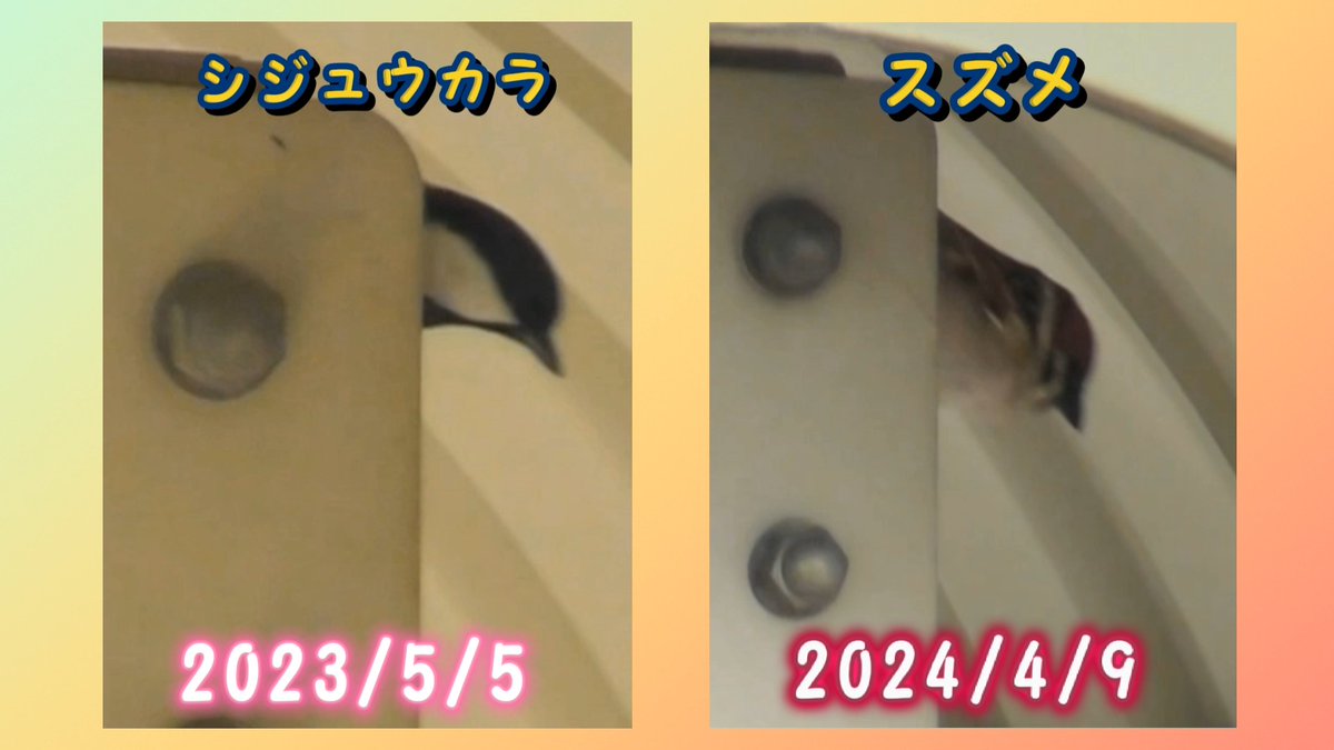 ohanadaisuki28's tweet photo. こんばんゎ🌙
昨年 #シジュウカラ さんが
営巣していた所に
今年は #スズメ さんが巣材を運び込む
強風の中頑張ってたよ

シジュウカラさんは
♀が巣材を運び #巣作り
♂は♀についてまわり､近くでさえずり続けた
スズメさんは♂♀共同で作っているみたい
そっと静かに見守ります🤗
#野鳥 #野鳥観察 https://t.co/Inln1k1atJ
