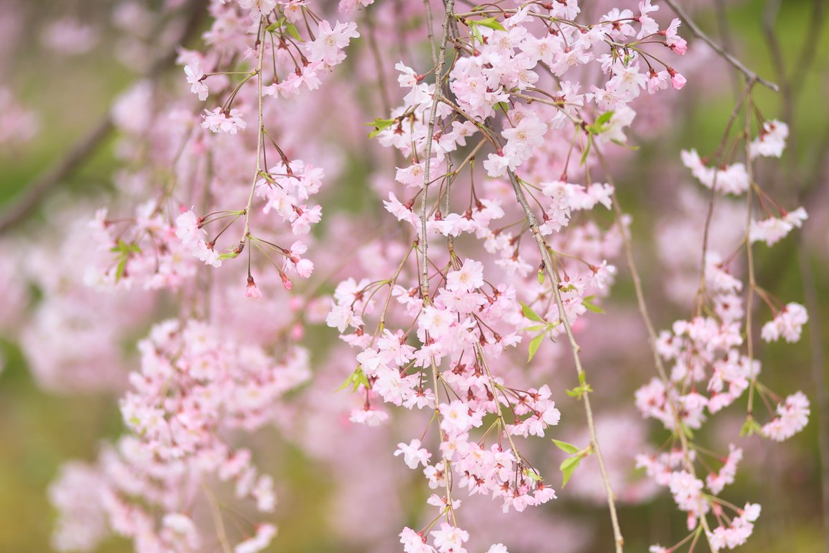 （ 庄内緑地公園 ）
４／８撮影
#さくら #サクラ #桜 #花 #花見 #お花見 #春 #はなまっぷ #はなまっぷ2024 #sakura #cherryblossom #flower #lovers_nippon #lovers_nippon_flower #team_jp #team_jp_flower #art_of_japan #キリトリセカイ #写真で伝えたい私の世界 #ファインダー越しの私の世界