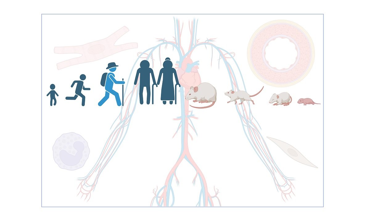 Review from Dr. Konstantinos Drosatos et al. reviewed the structural and functional changes in the #aged #cardiovascular system and the underlying signaling pathways and discussed interventions that have been tested at the preclinical and clinical levels. oaepublish.com/articles/jca.2…