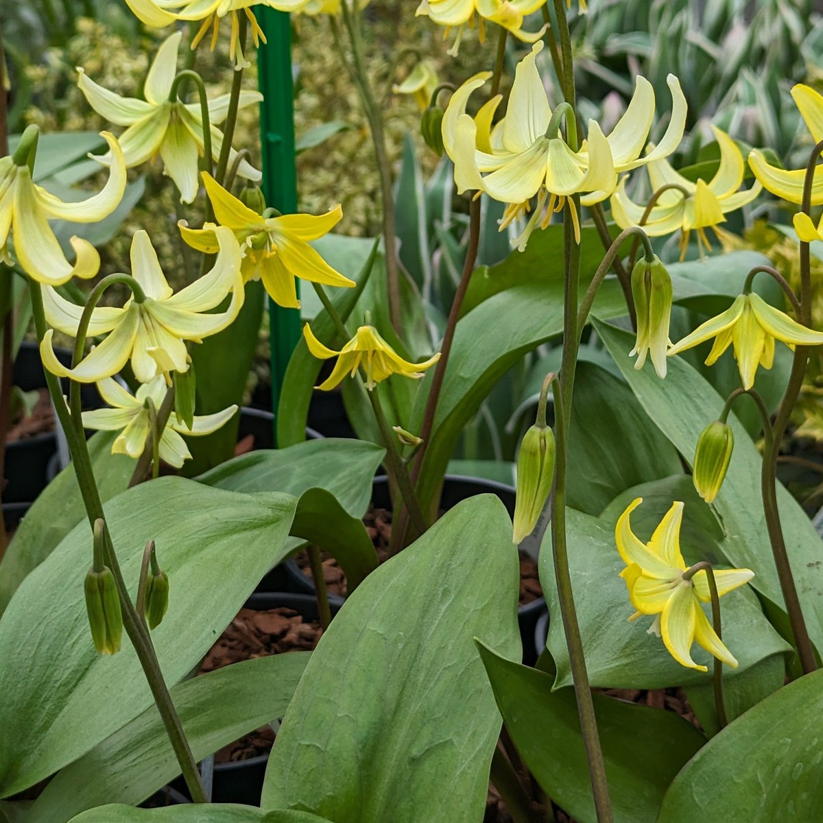 Erythronium, known as dogs tooth violets, are looking splendid at the moment and are sure to feature on some nursery stalls at our fairs in the coming weeks. The white bulbs do indeed look like dogs teeth, but the plants aren't related to violets at all.