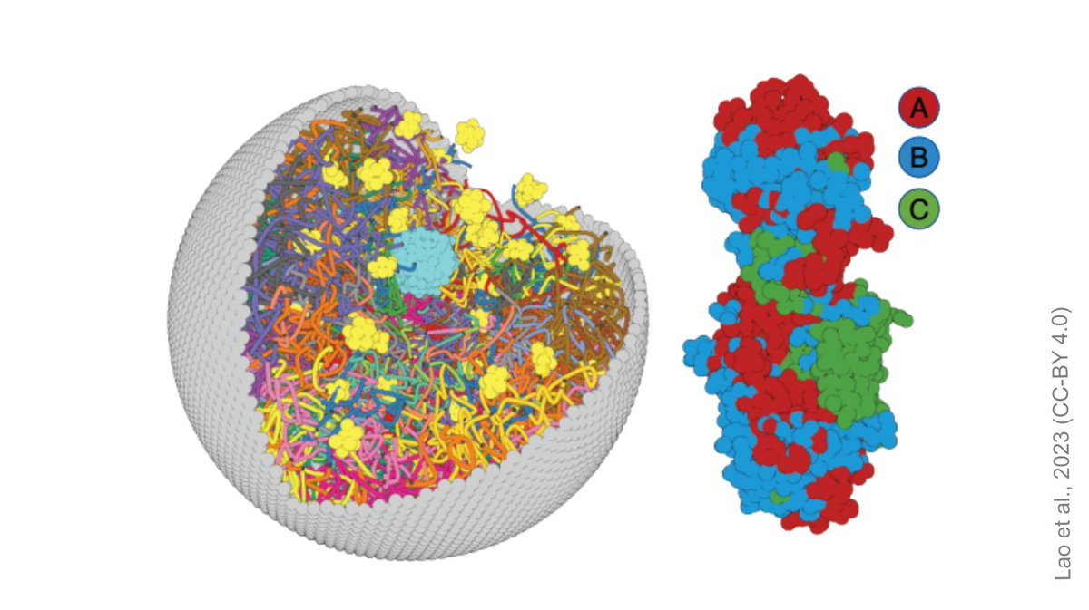 Presenting a new tool for molecular dynamics simulations of the human nucleus. “This important work significantly advances the field of computational modelling of genome organisation,” @eLife editors say about the #ReviewedPreprint sciety.org/articles/activ…