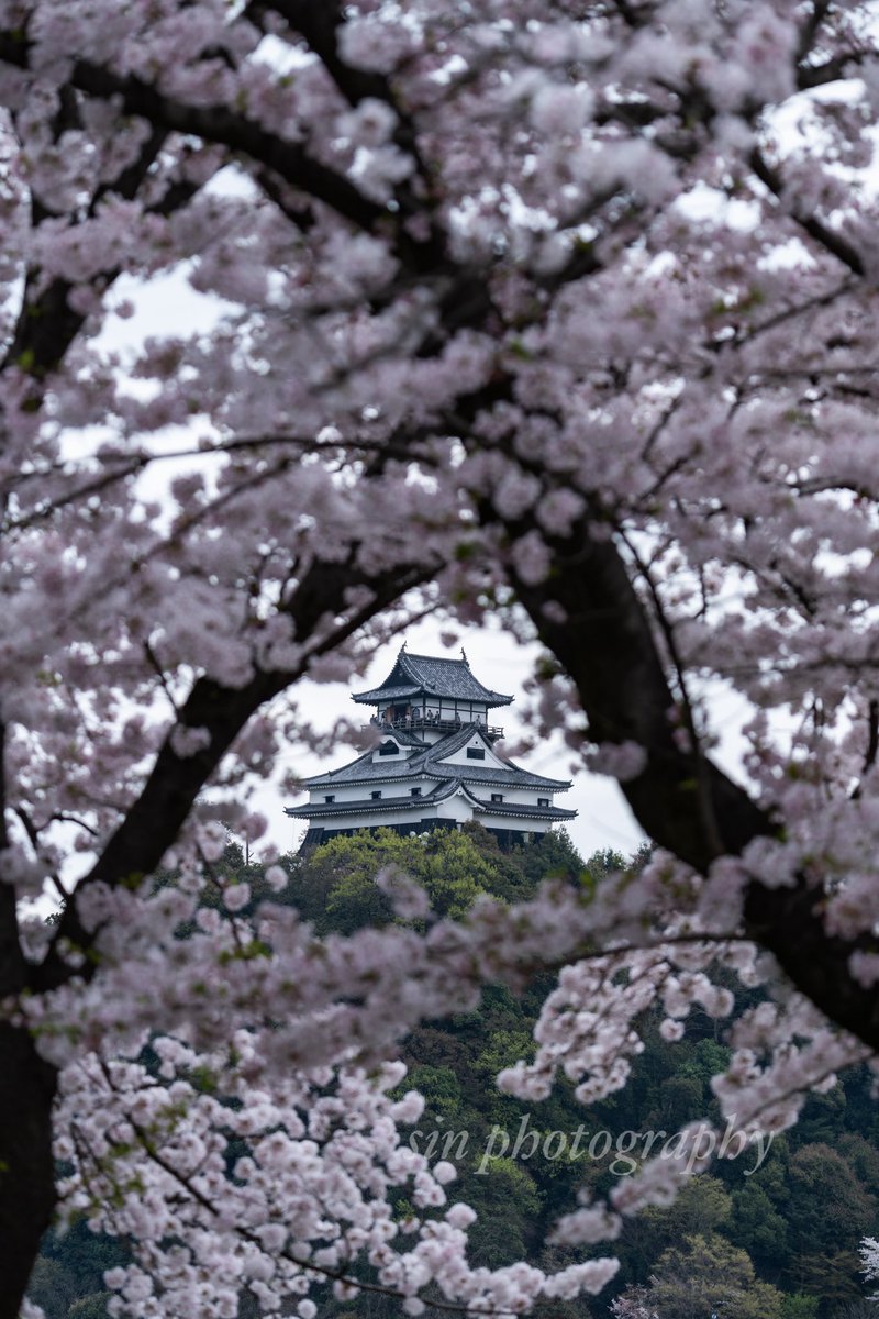 満開の桜を額縁に国宝犬山城を📸

#nikon
#photograghy