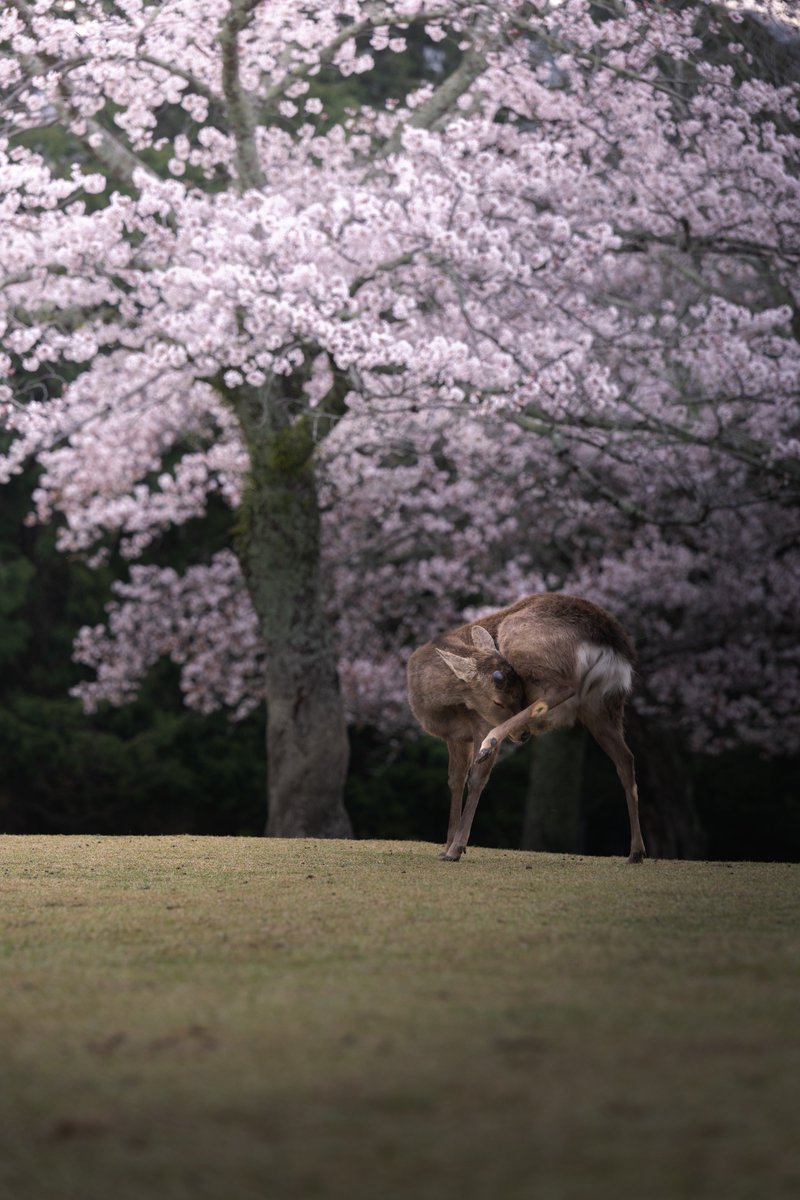 鹿 × 桜 = 最強！

Z9 + Z 70-200mm f/2.8 VR S
 #奈良公園 
 #私とニコンで見た世界