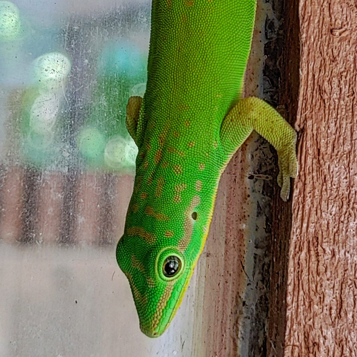 Listen to a very interesting conversation with #naturalist #herpetologist #NarimanVazifdar on the state of #endemic #species in the #Andamans  
Ep#35         #HeartofConservation #podcast on #Spotify  (Photos by Nariman Vazifdar) 🎧🎙️🐍🦎🐢🌳🌊