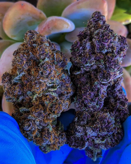 BudVizion's tweet photo. Meet #DurbanPoison, the espresso of cannabis. This pure sativa invigorates and sharpens focus, ideal for productive days. βπ #Sativa #Focus.
Does this help you focus? Yes or No #sundayvibes #StonerFam #Marijuana #Weedmob #MMJ #LeafList #growyourown https://t.co/PWSLTvpeJy