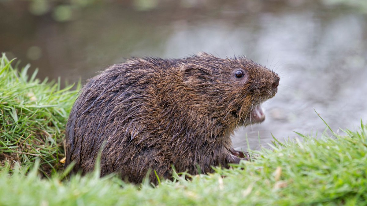 What's in a river? We're using eDNA to find out! 

@zoolew writes in our latest blog how we are using it as a baseline for our WETHogsmill project and what creatures we have detected there.

<a href="/NaturalEngland/">Natural England</a> 
#species recovery

ow.ly/8I6j50Ray1A