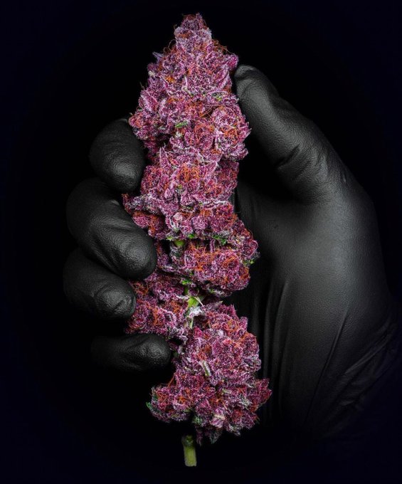 BudVizion's tweet photo. Chase away insomnia with #NorthernLights, an indica that relaxes the body and mind for a peaceful night's sleep. ππ€ #IndicaStrains #SleepAid Do you smoke Northern Lights a lot? Yes or No #sundayvibes #StonerFam #Marijuana #Weedmob #MMJ #LeafList #growyourown https://t.co/PXUW852Id8