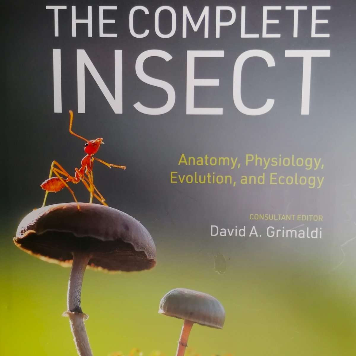 The best single introductory account of insects and their lives that I have seen. The Complete Insect by @PrincetonUPress. My review here: markcocker.com/2024/04/01/the…