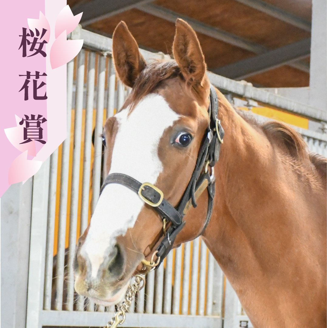 🏇出走馬情報🏇

4月7日、スウィープフィートが桜花賞に出走しました。
4着でしたが大健闘でした！

#馬 #牧場 #競走馬 #競馬 #コンサイナー #育成馬 #生産馬 #馬主 #サラブレッド #浦河郡 #北海道 #森本スティーブル  #乗馬 #スウィープフィート #horse #horseracing #sweepfeet #桜花賞