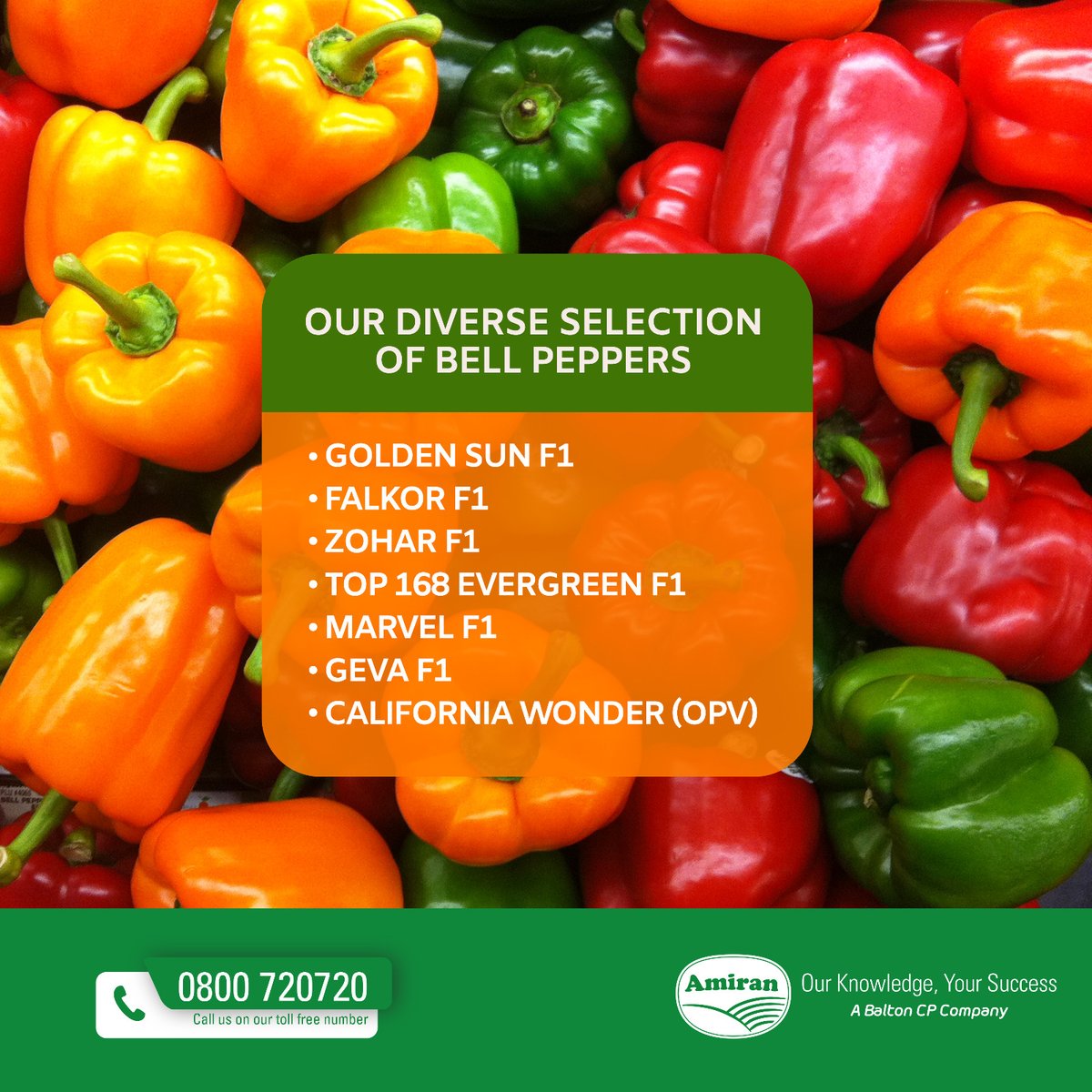 Looking for the perfect sweet pepper to grow this season? Amiran has a diverse selection of bell peppers to suit every farmer’s needs! Call us free today 0800720720! Our agronomic team is available to discuss your specific needs and recommend the most suitable bell pepper.