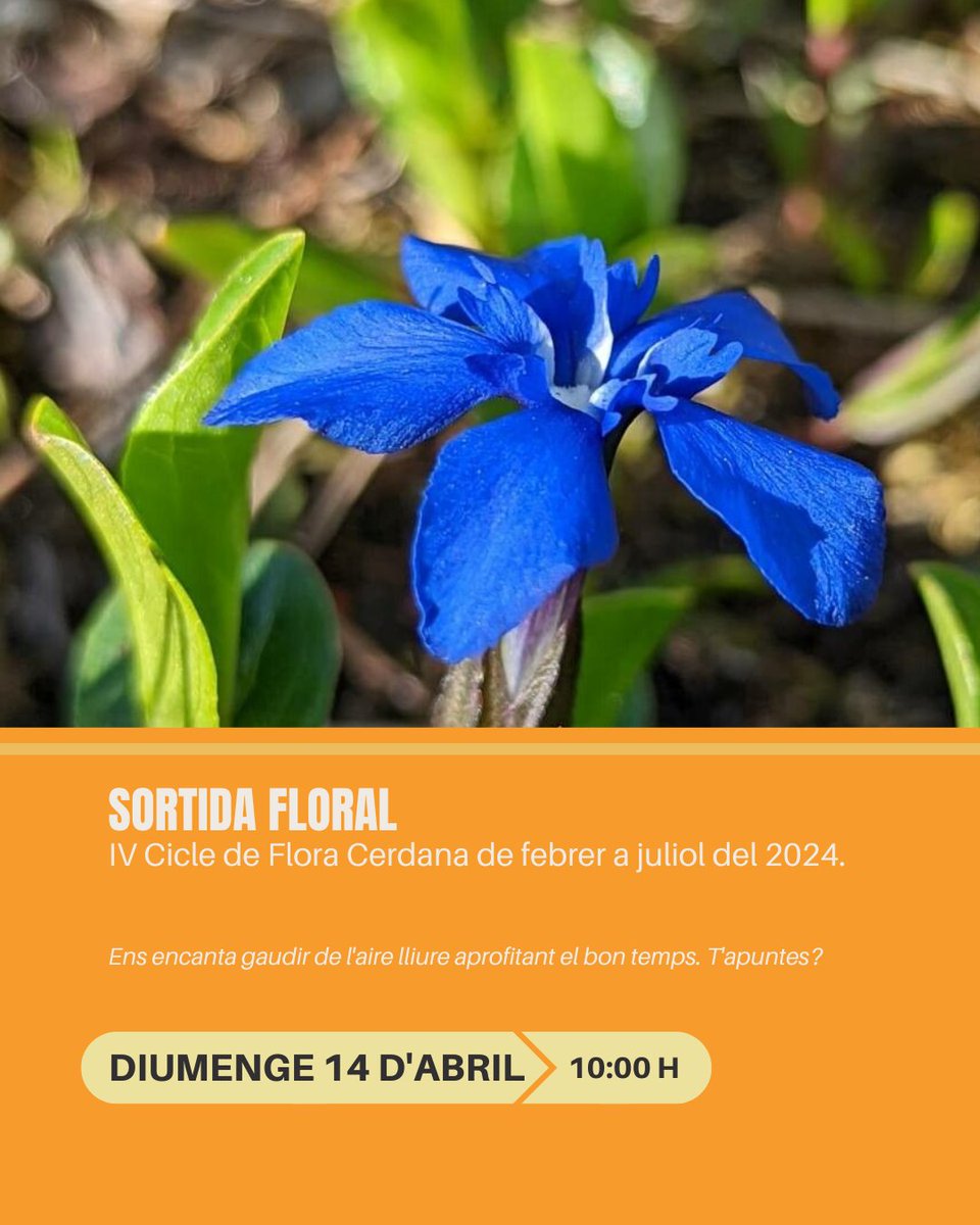 museudellivia's tweet photo. 🌼 APUNTA'T 🌸 𝐒𝐨𝐫𝐭𝐢𝐝𝐚 𝐅𝐥𝐨𝐫𝐚𝐥 

📍 Punt de trobada: Part inferior del pàrquing del Museu Cerdà de Puigcerdà.
⌚ Diumenge 14 d'abril a les 10h
🎫 Cal inscripció prèvia per correu electrònic: museu@llivia.org (Activitat gratuïta)
Vine a explorar la natura! #museullivia https://t.co/wGnbyRXEvI