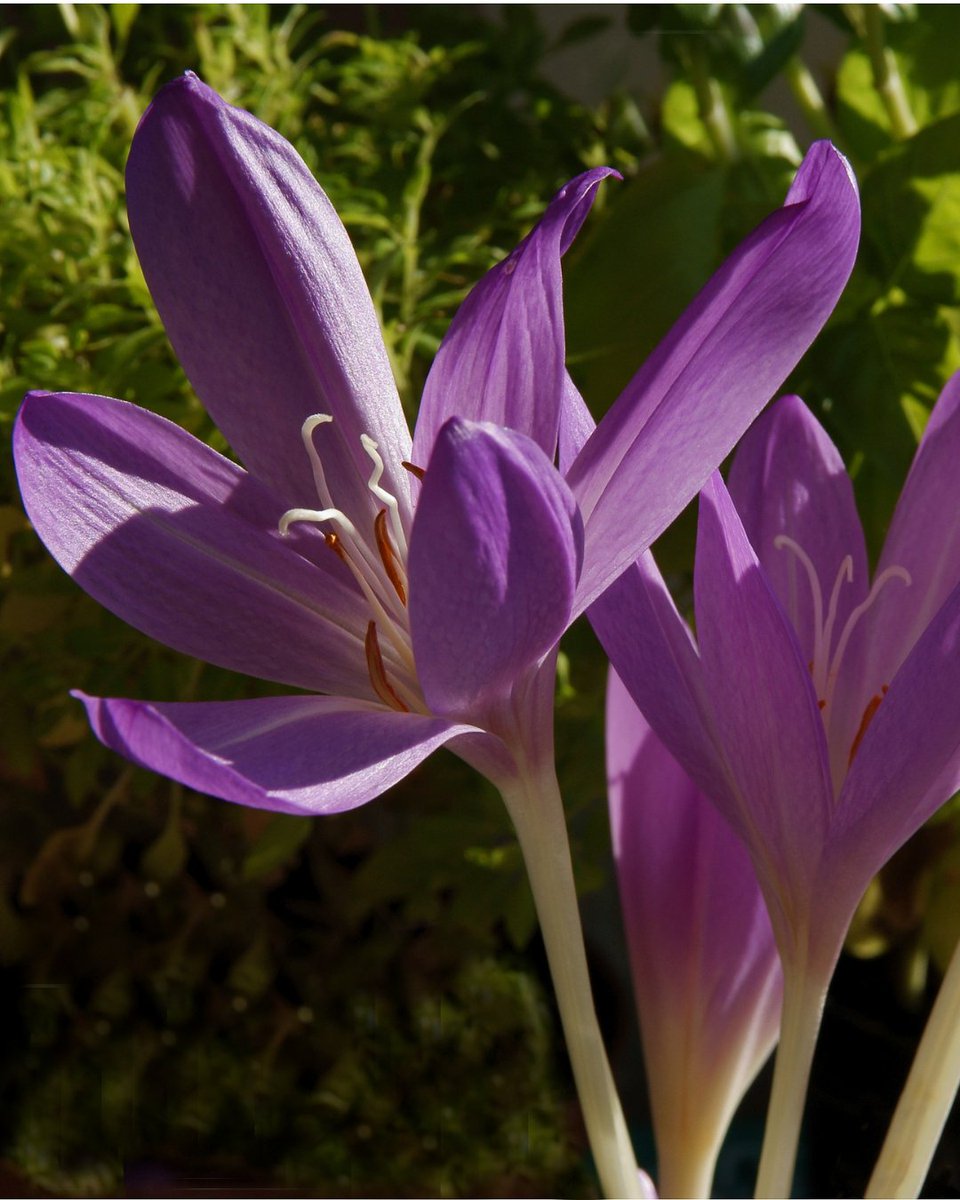 🌼 APUNTA'T 🌸 𝐒𝐨𝐫𝐭𝐢𝐝𝐚 𝐅𝐥𝐨𝐫𝐚𝐥 

📍 Punt de trobada: Part inferior del pàrquing del Museu Cerdà de Puigcerdà.
⌚ Diumenge 14 d'abril a les 10h
🎫 Cal inscripció prèvia per correu electrònic: museu@llivia.org (Activitat gratuïta)
Vine a explorar la natura! #museullivia