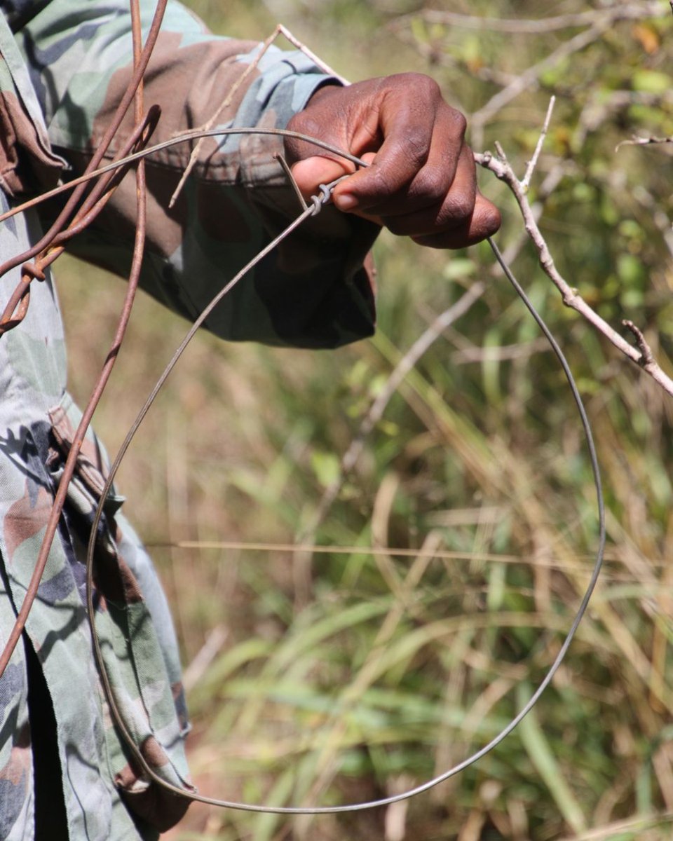 At ANAW, we are committed to rescuing wildlife from the dangers of snares, harmful traps used by poachers to capture animals, often leading to injury or death. Our dedicated teams locate and dismantle these traps, providing essential medical care to injured animals. #snares