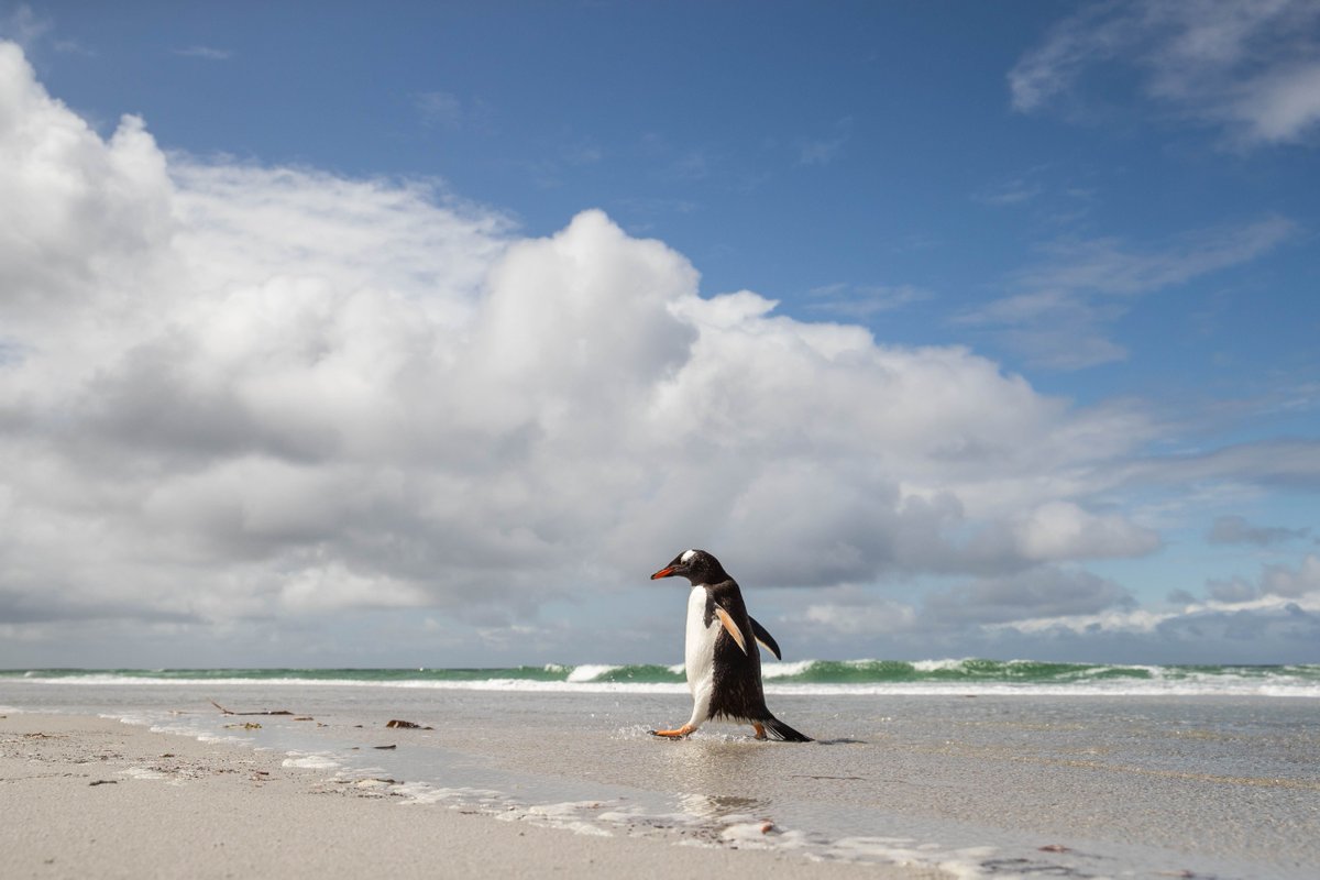 Walking along the beach
海岸沿いを歩く

１羽のジェンツーペンギンが波打ち際を歩いている。
歩くときにフリッパーを後ろに向けているのが、なんとも愛らしい 

#wildlifephotography #penguin #gentoopenguin #falklandislands #yourshotphotographer #ペンギン #ジェンツーペンギン