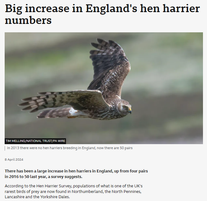 'More really good news on #HenHarriers. A great conservation success story delivered despite the #RSPB’s active opposition to both the Hen Harrier Joint Recovery Plan and southern reintroduction.' says @CA_TimB. Read the full story here --> bbc.in/4cNtBq6