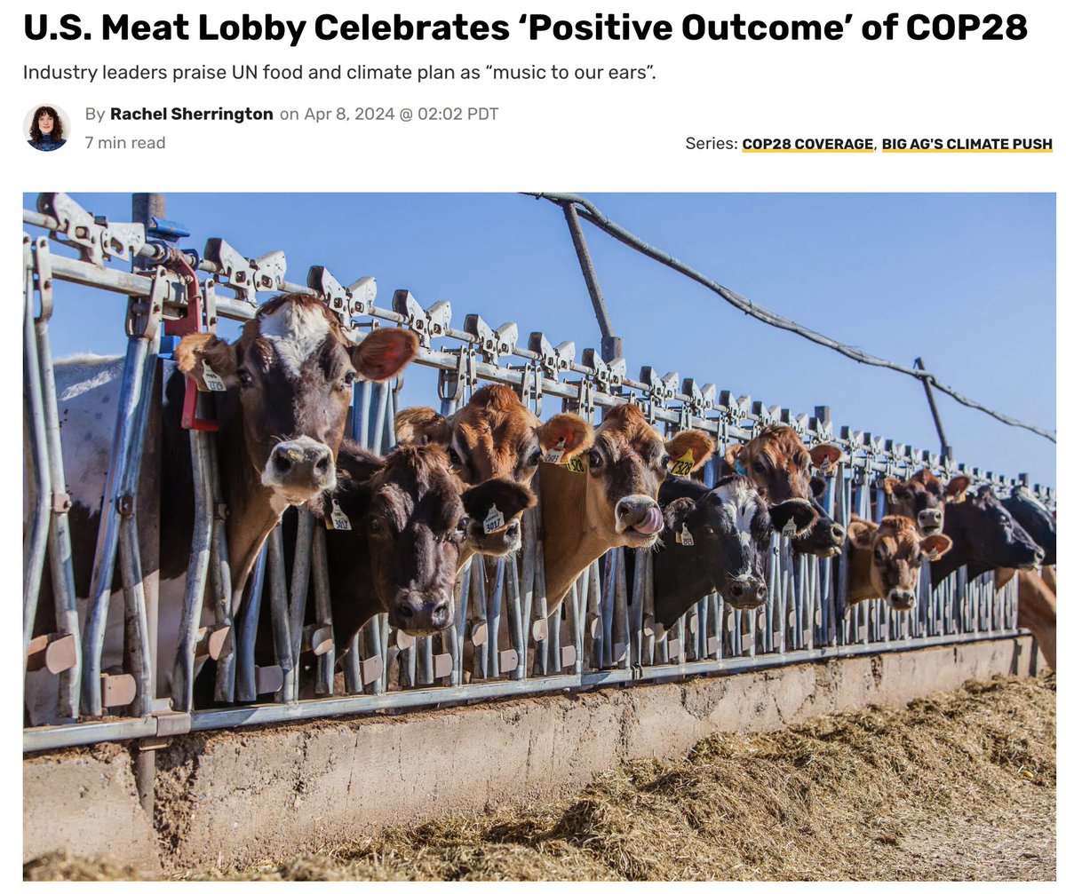 What happens if #COP28 fails to address agriculture's largest driver of emissions? #Meatlobbies see it as a win as intensive animal farming continues unregulated! Alarming news from @rachel_sher on @DeSmog but what can we learn for the next match? 👉 bit.ly/meatlobbies