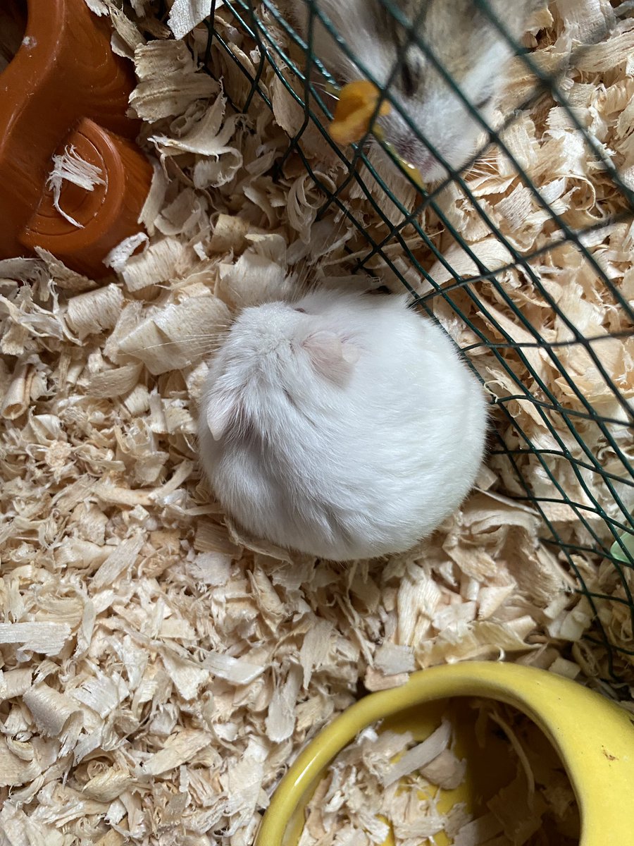 minikucingkecil's tweet photo. SO ROUND😾😾😾 https://t.co/l01W966men
