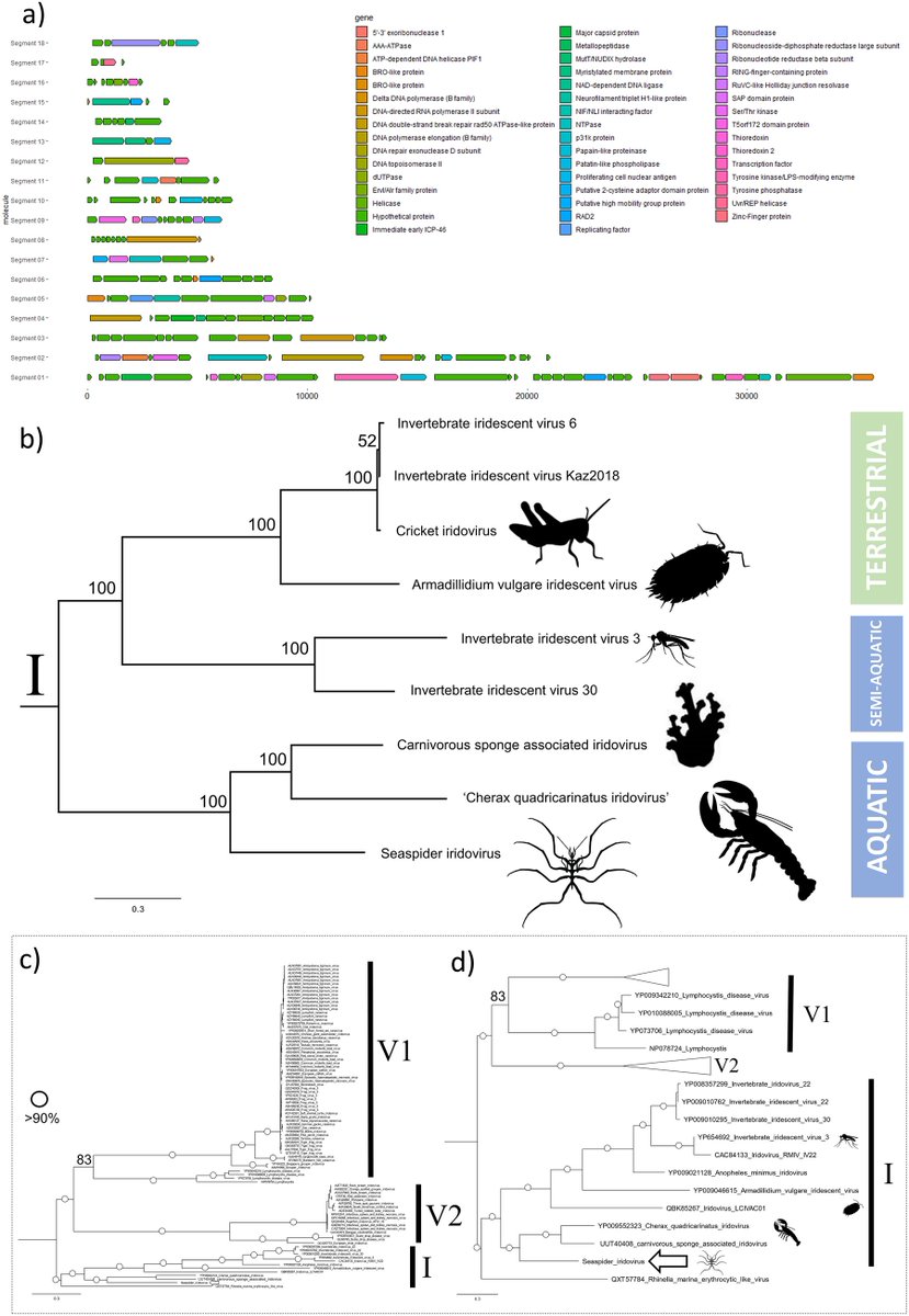 Viruses in #Antarctica! In our new study we provide a draft genome for a novel Iridovirus (large dsDNA #Virus) from an Antarctic seaspider (Pycnogonida) doi.org/10.1017/S09541… First virus from a #seaspider, and possibly the first iridovirus from the Southern Ocean benthos 🇦🇶
