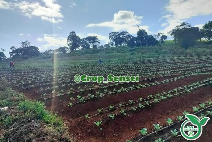 What can you expect on your farm during this rainy season? 
Do you have all staff prepared to deal with the numerous challenges that affect your crop yield?
#cropsensei #cabbage #GrowWithUs