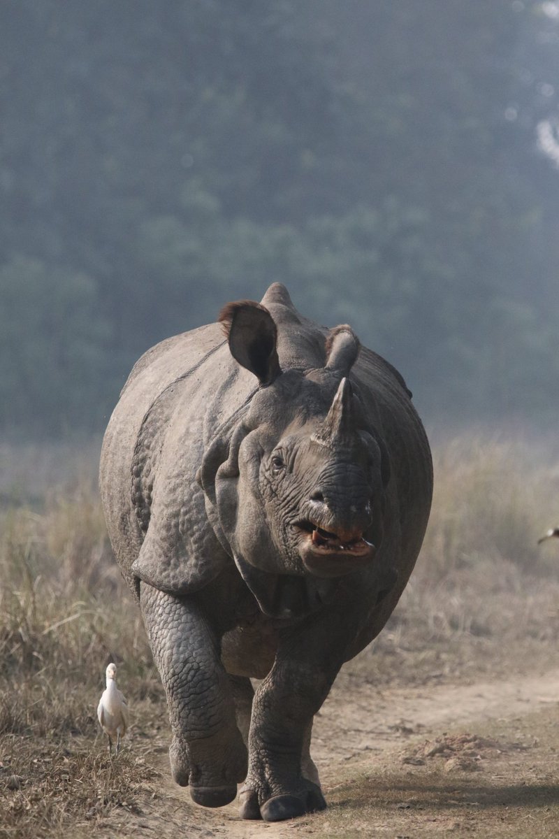 Rhinoceros | Dudhwa 

Join me on private safaris for Dudhwa Tiger Reserve #SafariwithSalman