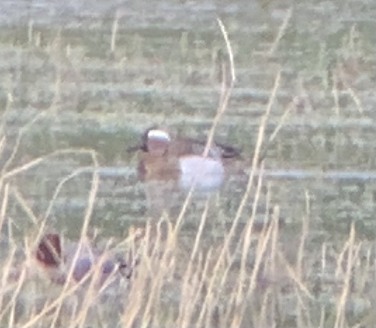 A distant pair of Garganey at Aughton Ings this morning, also 14 Blackwits ⁦@YorkBirding⁩