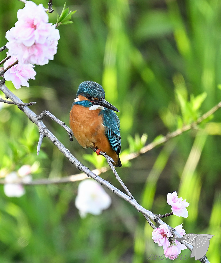 今日のカワセミ　 Eisvogel des Tages ※今日は大雨と強風、花桃＋カワセミはもうこれが最後でしょう・・・ #カワセミ #花桃 #野鳥撮影 #Kingfisher #Z9