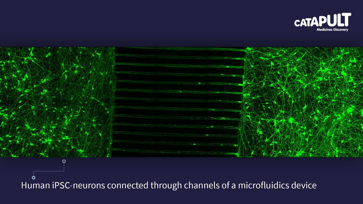 🎯 Decision-making data. Making the connections: Human iPSC-neurons connected through channels of a #microfluidics device. #LifeSciences #Neuroscience #SMEs