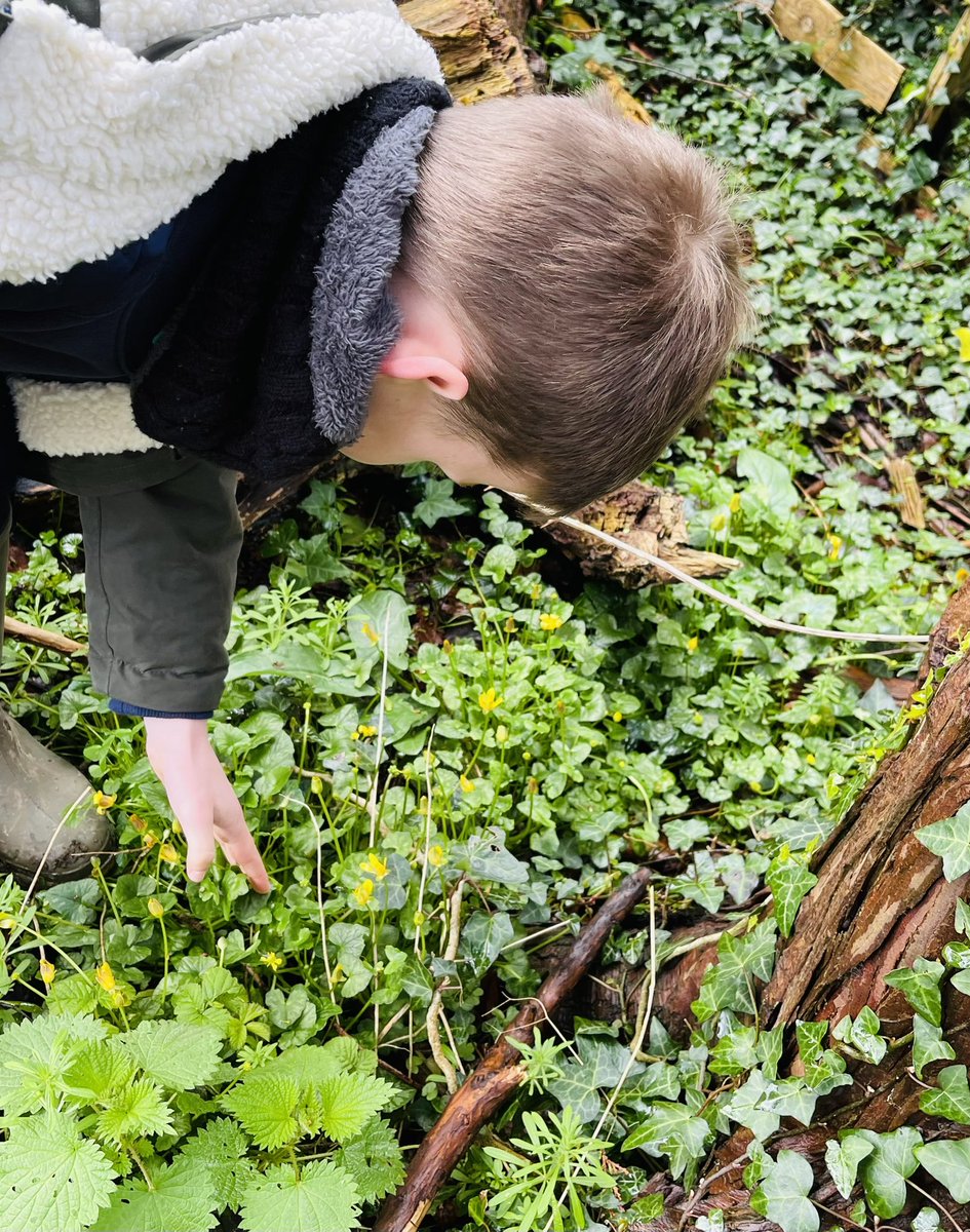 #fs #dwynwen investigating signs of spring @FSAForestSchool @CoedCadw #wellbeing