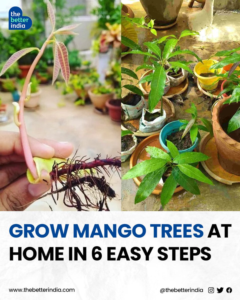 Love mangoes 🥭? 

Believe it or not, you can grow your own mango tree at home!

#mango #Gardening #MangoTree #urbangardening #IndianSummers #gardeningtips     

[Summers, How To Grow Mango From Seed]